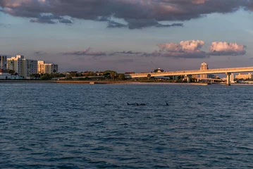 Photo sur Plexiglas Clearwater Beach, Floride CLEARWATER, FLORIDA - MAY 04, 2015: Sunset in Clearwater Beach, Florida. Cityscape with Dolphins