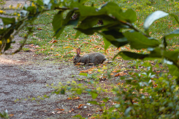Fototapeta premium Rabbit Hase Kaninchen Easter Ostern Hare summer meadow Feldhase Sommerwiese