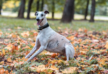 Whippet Breed Dog Sitting on the Grass. Portrait.
