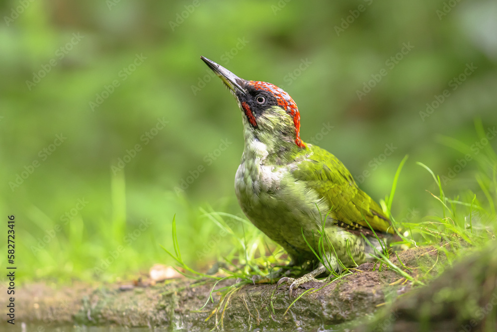 Poster european green woodpecker on tree