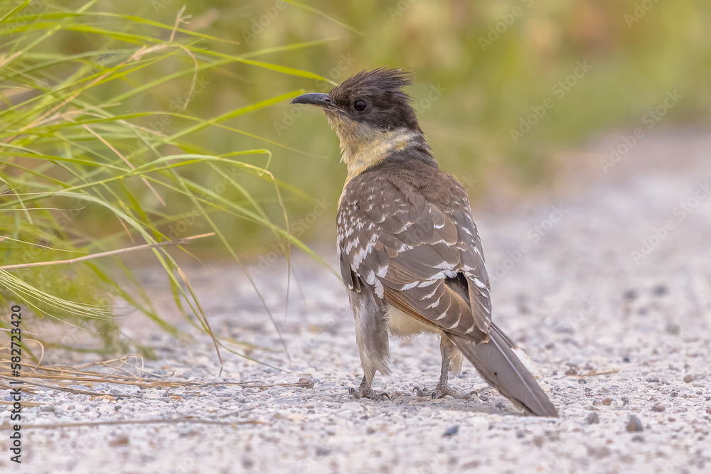 Poster great spotted cuckoo on migration