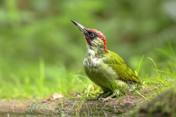 European Green Woodpecker on tree