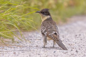 Great Spotted Cuckoo on migration