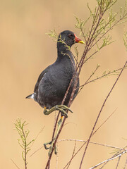 Common moorhen eating leaves