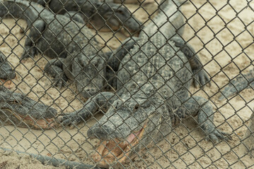 Open Mouth Alligators in Everglades Alligator Farm. Florida. USA