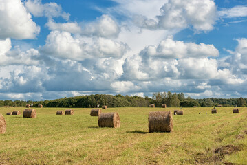 Wrapped Round Brown Hay Bales Field. Rural Area. Landscape. Flying and Standing Storks in Background. Cloudy Blue Sky