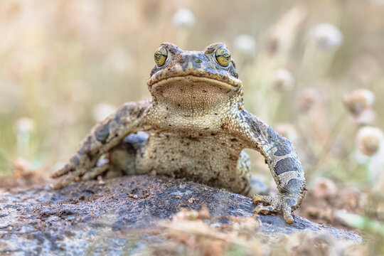 Green toad sitting on stone in Grass