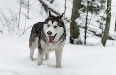 Young Alaskan Malamute Dog Standing in Snowy Forest. Portrait with Open Mouth