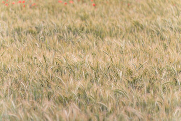 Wheat Field in Evening Sunlight. Shallow DOF.