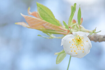 Cherry blossoms (Prunus Avium) in all their splendor in early spring. Close-up of white flowers.