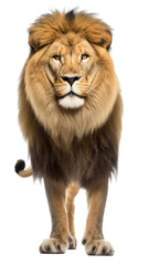 Fototapeta na wymiar lion standing , isolated on transparent background cutout , generative ai
