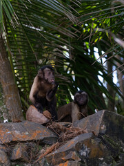 Singes, Iles du Salut, Ile Royale, Guyane française