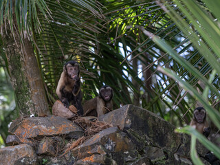Singes, Iles du Salut, Ile Royale, Guyane française