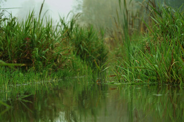 grass and water