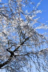 青空と枝垂れ桜