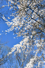 青空と枝垂れ桜