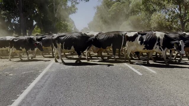 A large herd of cows cross a country road amidst clouds of dust. Trees in background