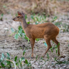  Gray Brocket,Mazama gouazoubira,Mato Grosso, Brazil