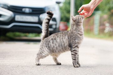 Fototapeta na wymiar A woman's hand strokes a street cat outside in summer