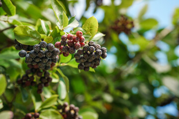 Clusters of black mountain ash. Beautiful natural background