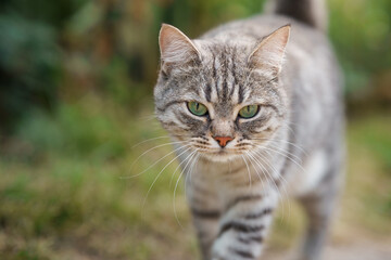 Naklejka na ściany i meble Beautiful street cat walks outside in summer