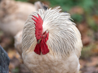 Colorful Rooster in the Farm. Autumn leaves in Foreground and Blurry Background. Red Jungle Fowl, Natural Light During the Day. Portrait. Rooster Going to Crow.