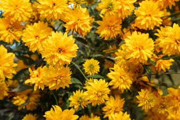 Beautiful natural floral background in the garden. Different flowers in the sunlight. Summer natural landscape with copy space.