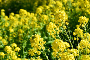 菜の花