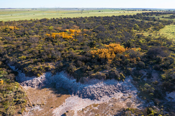 Calden forest landscape, Prosopis Caldenia plants, La Pampa province, Patagonia, Argentina.