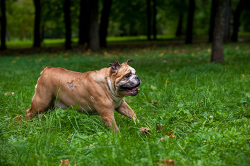 English Bulldog Dog Running on the Grass. Open Mouth