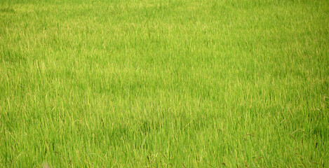 green rice field, nature abstract background, rice plant