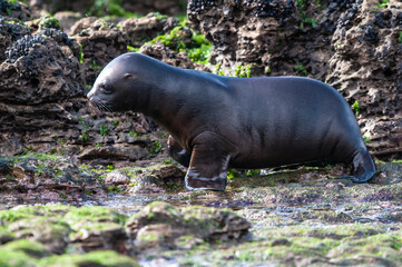 Sea Lion baby, Peninsula Valdes, Unesco World Heritage Site,Patagonia, Argentina