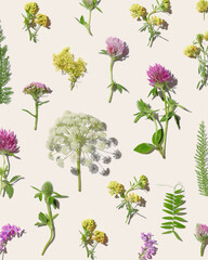 Botanical aesthetic pattern with wild meadow blooms, Natural summer floral minimal creative layout...