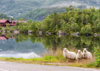 Obraz premium Sheep in Norway. Landscape, River and Mountains. River with reflection in background.