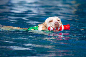 Heller Labrador apportiert ein Spielzeug und schwimmt im Freibad in Nagold beim Hundebadetag ins...