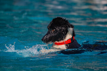 Bordercollie schwimmt im Freibad in Nagold beim Hundebadetag ins Schwimmbecken. Baden-Württemberg,...