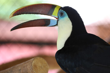 The toco toucan bird on the wood