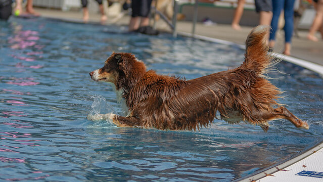 Irish Setter springt im Freibad in Nagold beim Hundebadetag ins s dem Schwimmbecken. Baden-W&uuml;rttemberg, Nordschwarzwald, Nagoldtal	