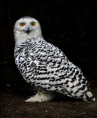 Snowy owl on the ground. Latin name - Bubo scandiacus	