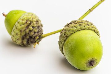 Raw Acorn On White Background. Macro.