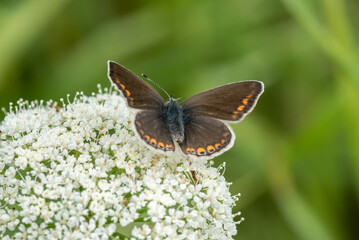 Butterfly on ground elder, herb gerard. Macro. Shallow DOF. Blurry Background.