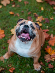 English Bulldog Dog Sitting on the Grass and Looking Up. Portrait