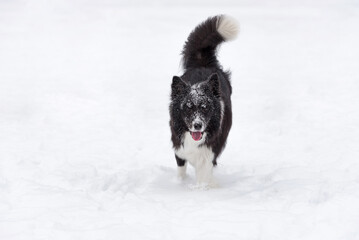 Open Mouth Border Collie Dog on the snow. Winter.