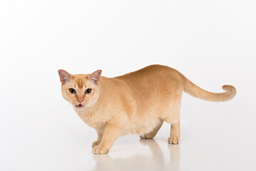 Bright Brown Burmese cat. White background with reflection.
