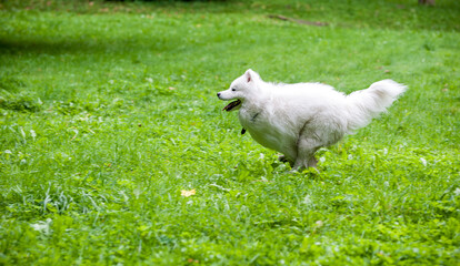 Obraz premium Happy Samoyed Dog Running on the grass