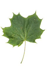 Green Maple Leaf Isolated on White Background.