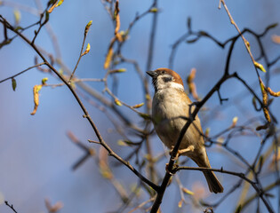 Home Sparrow Bird is Sitting on the Tree Branch.