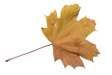 Autumn Color Maple Leaf. Isolated on White Background.