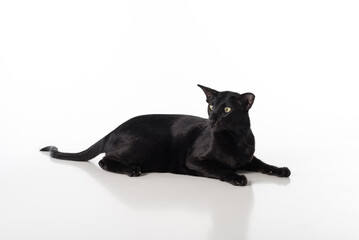 Naklejka premium Curious Black Oriental Shorthair Cat Lying on White Table with Reflection. White Background. Long Tail.
