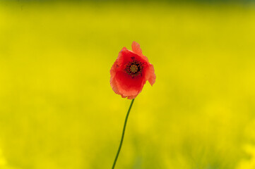 Red Poppy in Rapeseed field. Yellow Background. Macro.